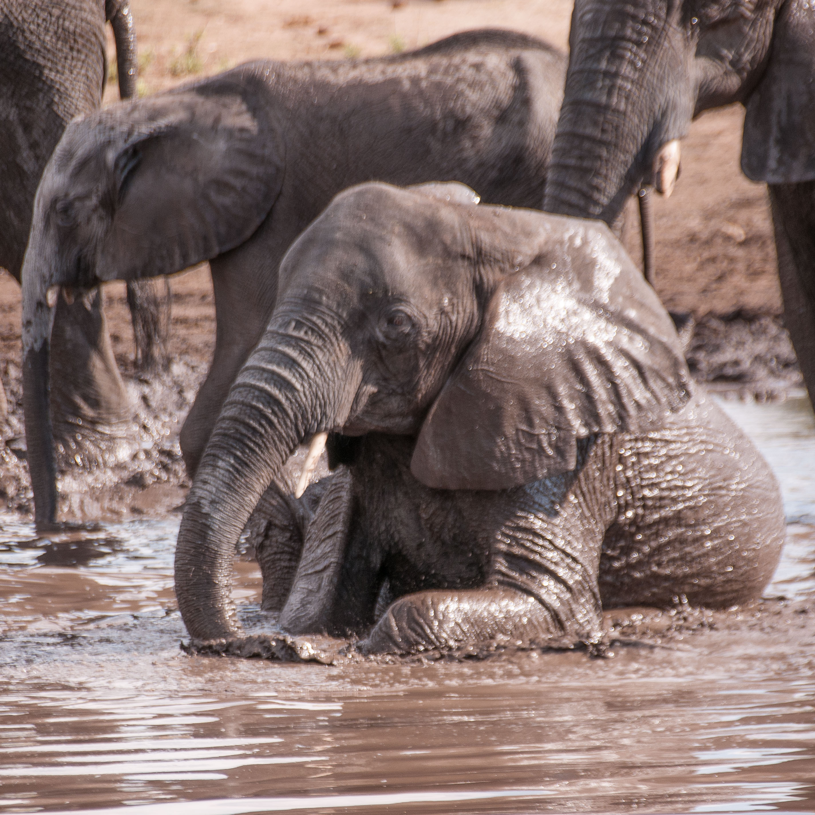 Eléphants de savane Africains (Bush elephants, Loxondota africana) prenant un bain de boue, Chobe National Park, Botswana-